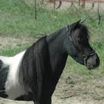 Little America's Fan Man