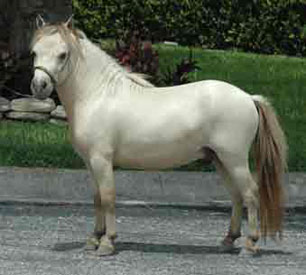 Little America's Gold Rush Buck left side