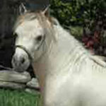 Little America's Gold Rush Buck