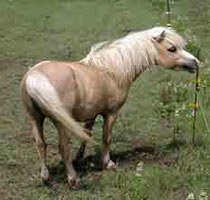 Lucky Four Skippa Gold Sensation pasture shot