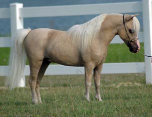 Lucky Four Skippa Gold Sensation right side 2