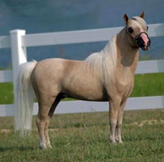 Lucky Four Skippa Gold Sensation right side