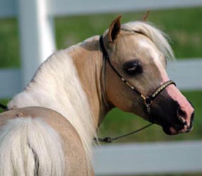 Lucky Four Skippa Gold Sensation head shot