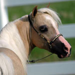 Lucky Four Skippa Gold Sensation