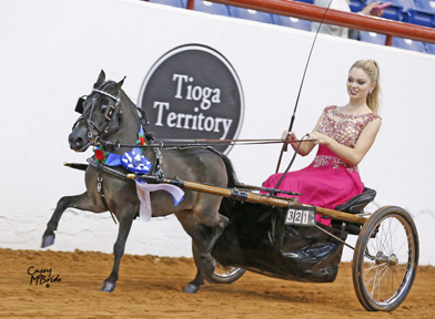 Guinness Lymrick's Irresistible Force