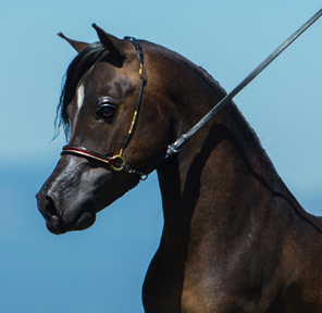 Guinness Lymrick's Irresistible Force