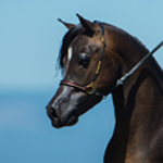 Lymrick's Irresistible Force 