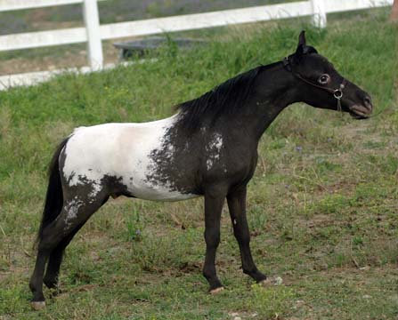 Little America's My Holy Holy