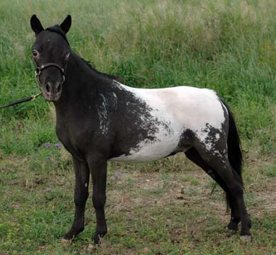 Little America's My Holy Holy