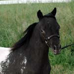 Little America's My Holy Holy