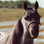 Little America's D.S. Incredible