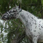 Little America's Kickapoo Joy Boy