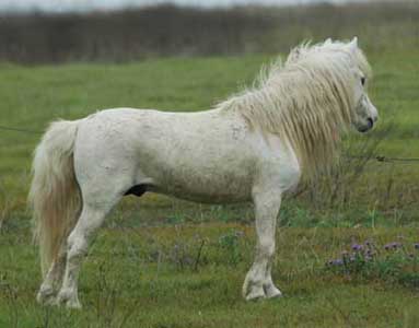 NFC LA Egyptian King Rapsody right side in pasture at 16