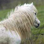 NFC LA Egyptian King Rapsody