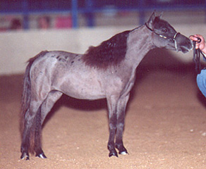 Little America's King's Lady O' Lake