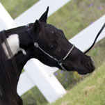 Little America's Phantom's Knightfall