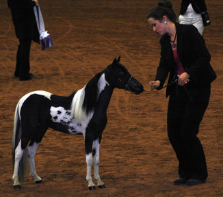 Little America's Phantom's Knightfall 2014 Regional Reserve Champion Amateur both levels