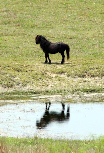 Little America's Orion Mr It reflection