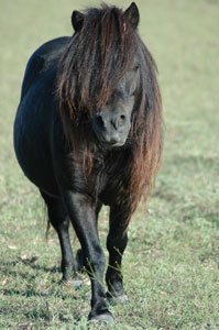 Little America's Orion Mr It front view