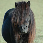 Little America's Orion Mr. It