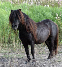 Little America's Orion Mr It left side