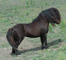 Little America's Orion Mr It right side