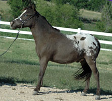 Little America's My Oh My left side