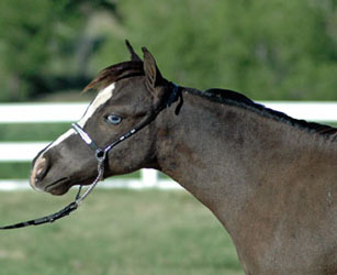 Little America's My Oh My headshot