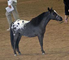 Little America's My Oh My in show ring
