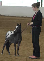 Little America's My Oh My show ring with Lauren
