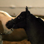 Little America's My Oh My