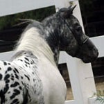 Little America's Orion All Over