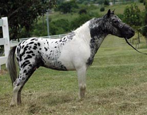 Little America's Orion All Over right side