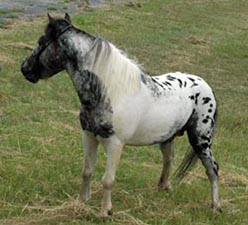 Little America's Orion All Over left side