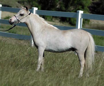 Little America's Skip's Tiny Overo left side