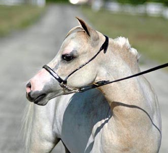 Little America's Skip's Tiny Overo headshot