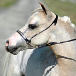 Little America's Skip's Tiny Overo