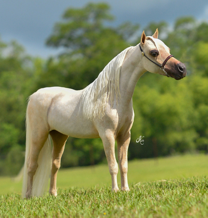 Los Arboles Idol's Pequeno