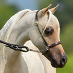 Los Arboles Idol's Pequeno