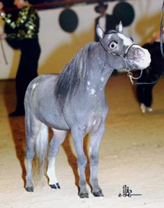 Little America's W. T. Question Mark front shot