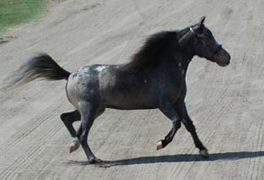 Little America's W. T. Question Mark right side