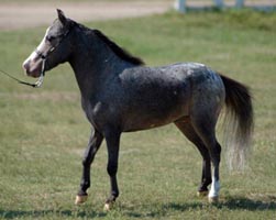 Little America's W. T. Question Mark left side