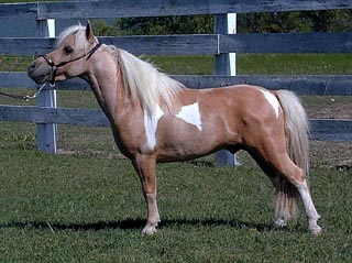 Little America's Rowdy Cowboy