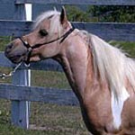 Little America's Rowdy Cowboy