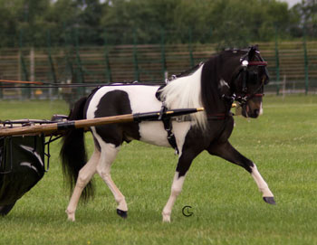 LR Phantom's Secret Storm right side
