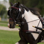 LR Phantom's Secret Storm