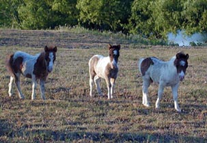 Little America Silver Tornado's foals