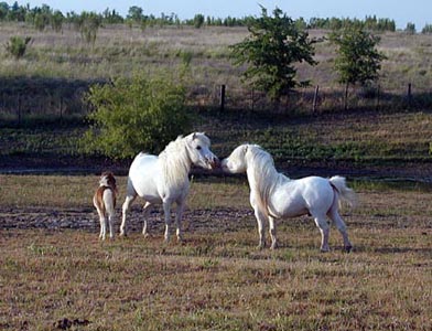 Little America Silver Tornado in pasture
