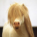 Little America Silver Tornado