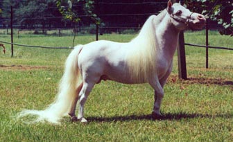 Little America Silver Tornado right side